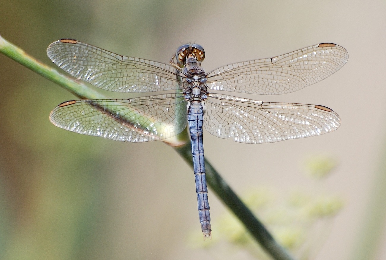 Orthetrum coerulescens anceps ?